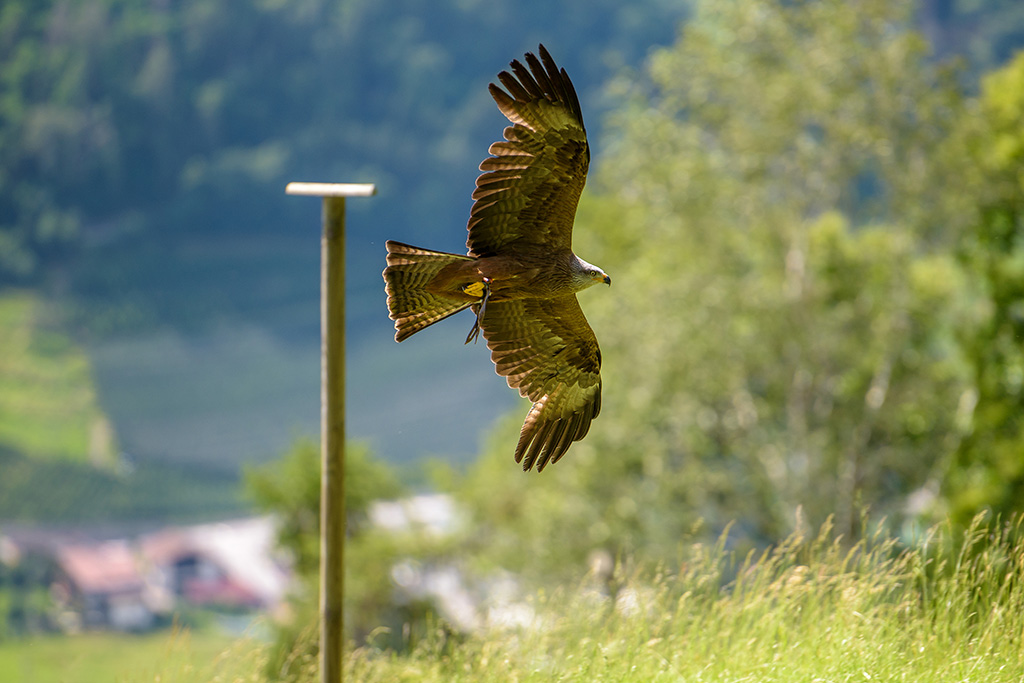 Falke
