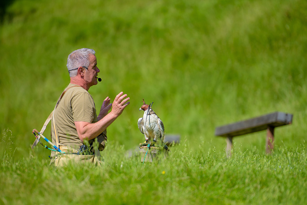 Flugvorführung