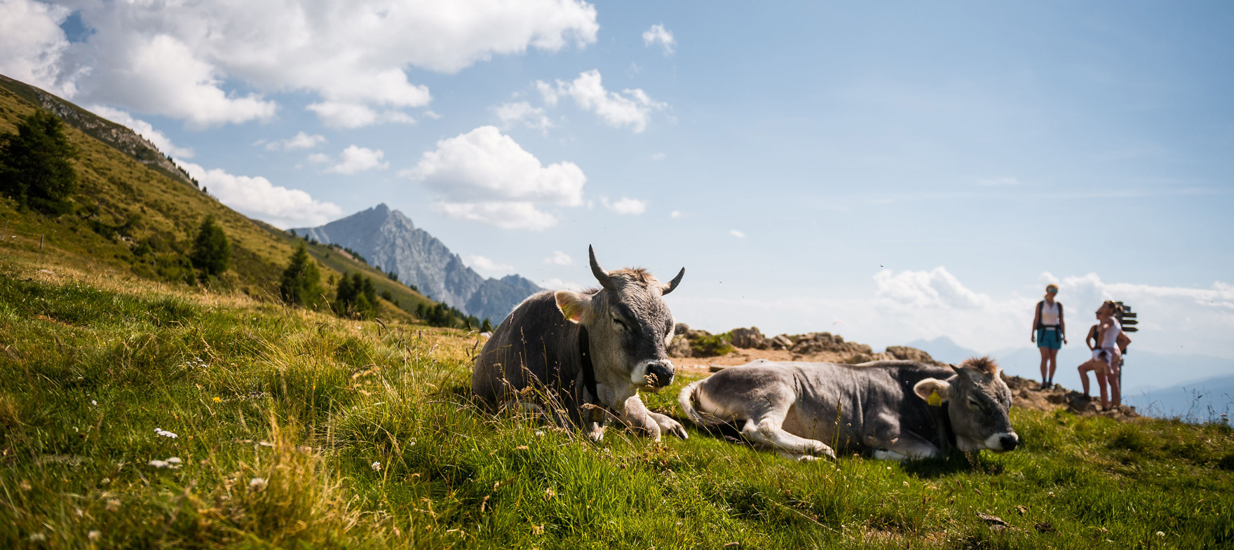 Immagine - Tourismusverein Schenna - Patrick Schwienbacher