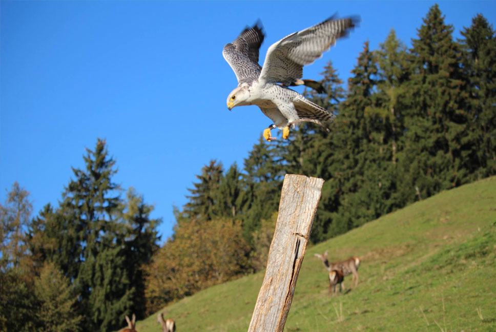 Federspiel mit Finko