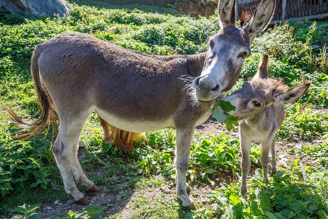 Zoo per i piccoli