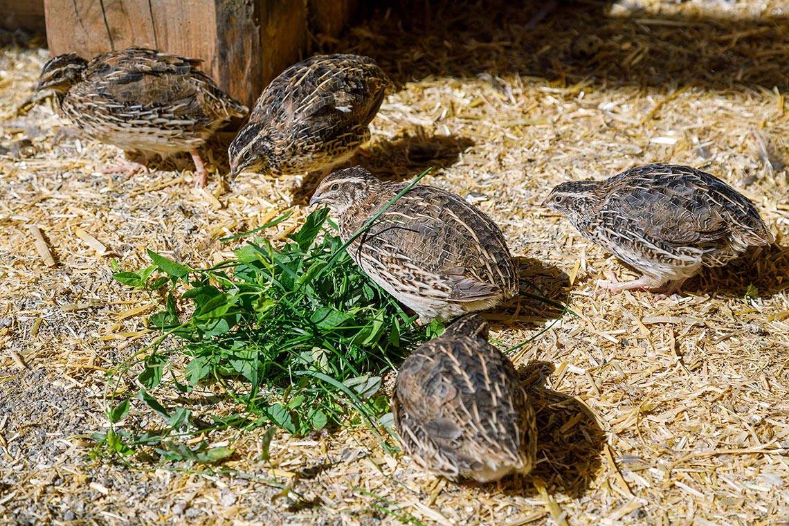 Zoo per i piccoli