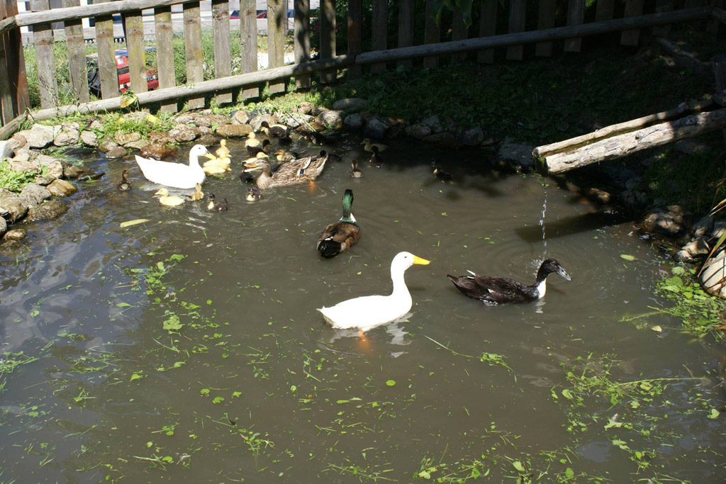 Enten